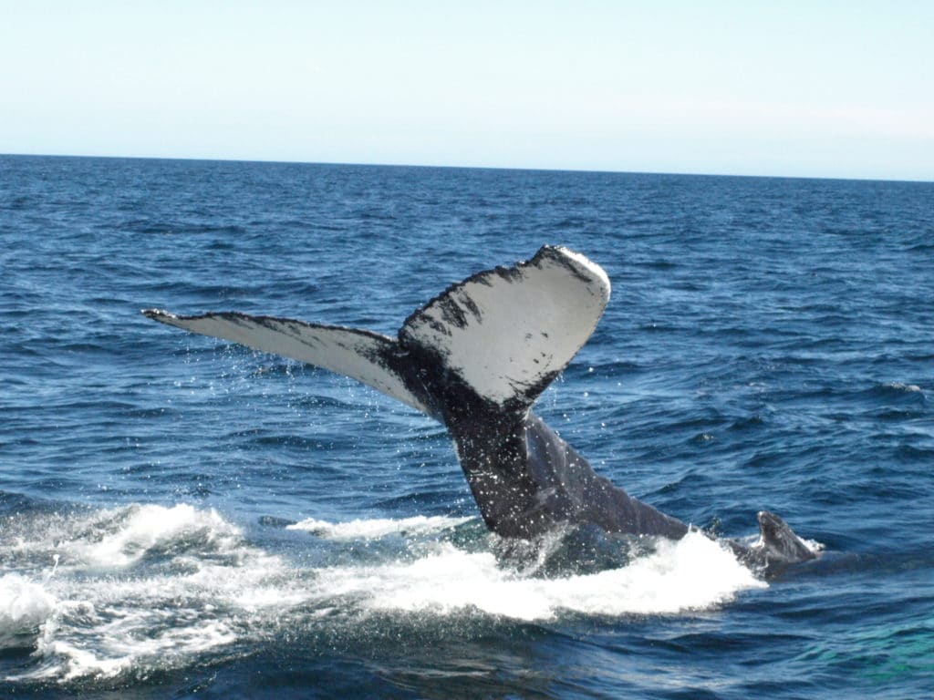 Photos and Videos | Twillingate Adventure Tours NL